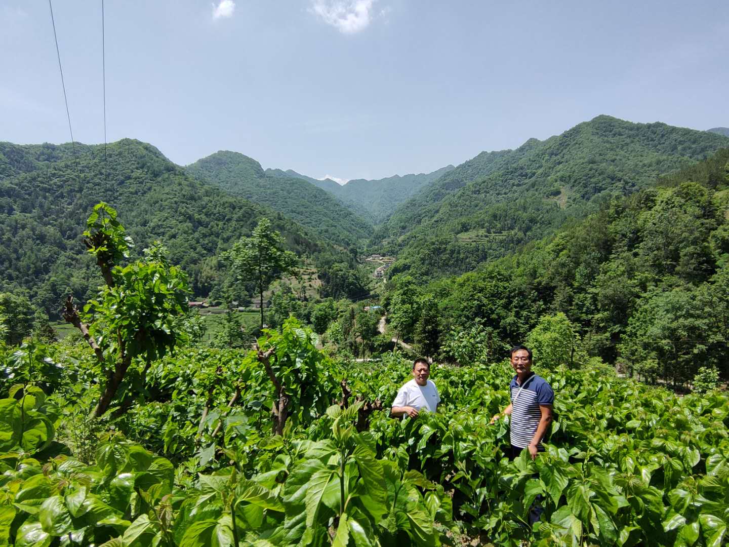 寶業(yè)公司送物資送技術 全力幫扶麻廟村高起點發(fā)展蠶桑產(chǎn)業(yè)